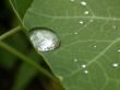 drop of water on leaf
