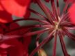 red flower, detailed