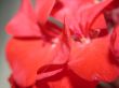 Red petal