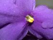 violet flower