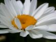 Daisywheel garden