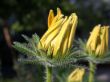 Yellow Flowers