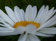 daisywheel