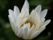 Daisywheel garden, awakening