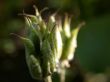 plant, macro