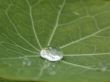 drop of water on leaf