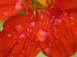 after rain