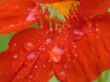 red pental abstraction