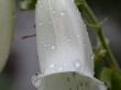 white flower