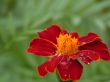 red flower