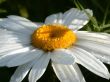 Daisywheel garden