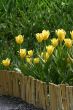 Yellow tulips