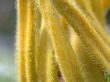yellow petal