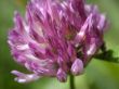dutch clover