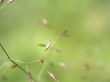 herb, macro