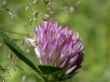 red dutch clover