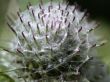 thorn, macro