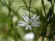 white flower