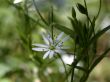 white flower