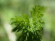 plant, macro