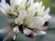 white dutch clover