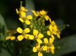 yellow flowers