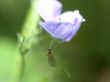 mosquito