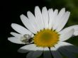 spider on daisywheel