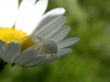spider on daisywheel