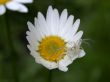 spider on daisywheel