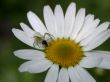 spider on daisywheel