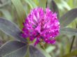 red dutch clover