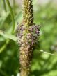 herb, macro
