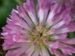 red dutch clover