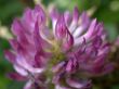 red dutch clover, macro