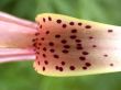 Lily petal