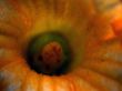 yellow flower, detaild