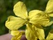 yellow flower