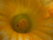 yellow flower
