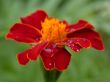red flower