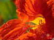 red petal amstraction