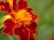 red flower, macro