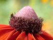 flower detailed