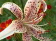 flower to lilies