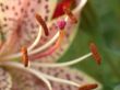 Lily, macro