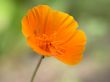yellow flower