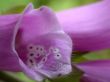 violet campanulas