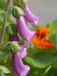 violet campanulas