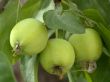 appls
