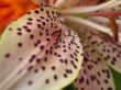 Lily, petal